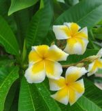 りさ【Fカップでサービス抜群♪】