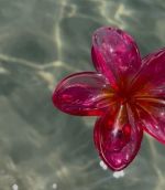 今日は夜もいる…