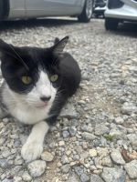 ありがとうござ…